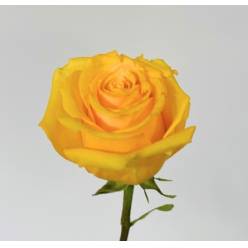 Rosa Ecu. Super Sun 60cm Am