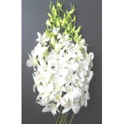 Dendro Big Wite 50cm