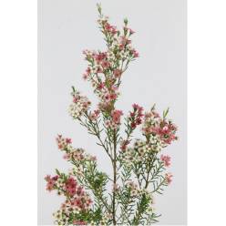 Flor Cera Hol. Un My Sweet 70cm 40gr "T25"