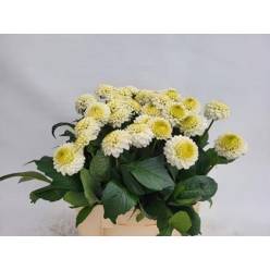 Dalia Hol. Caro 60cm "CC30"