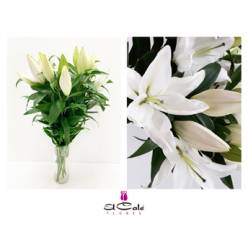 Oriental Hol. Bl. Severn 85cm 3 flores
