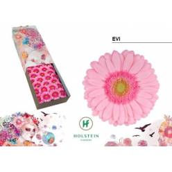 Gerbera Hol. Evi Rs. "T25"