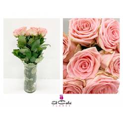 Rosa Hol. Sophia Loren 50cm Rs. "A2"