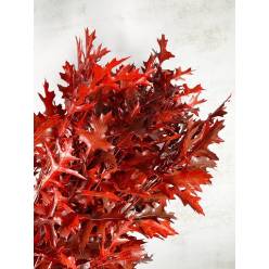 Roble Hol. Palustra Rojo 80cm x20 Pintado