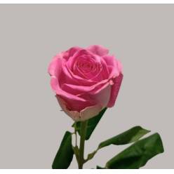 Rosa Hol. Aqua 60cm