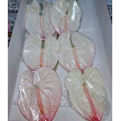 Anthurium Hol. Lybra Bic. 13  "CC12"