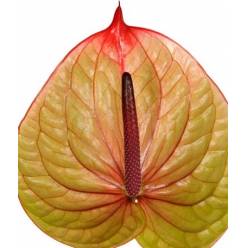 Anthurium Hol. Tequila Bicolor 11  "CC16"