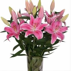 Oriental Hol. Rs. Marlon 100cm 3 flores