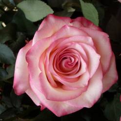 Rosa Ecu. Paloma 60cm