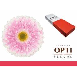 Gerbera Hol. Maxime Rs. "T25"