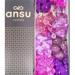 Vanda Caja Mixta x8-Tallos