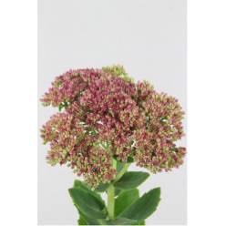 Sedum Hol. Spectabile 50cm "T25"