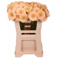 Gerbera Mini Hol. Mi Moet Sal. "T20"