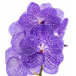 Vanda Kan Indigo x16
