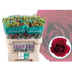 Lisiantus Hol. Arosa Red 70cm 55gr "T10"