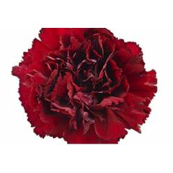 Clavel Col. Standar Burgundy Gr.