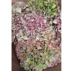 Hortensia Hol. Glow Alps Classic 60cm 18/20 Bic.