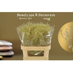 Lepidium Thlaspy Pintado Oro 80cm "T25"