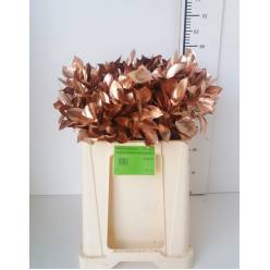 Ruscus Pintado Cobre 60cm