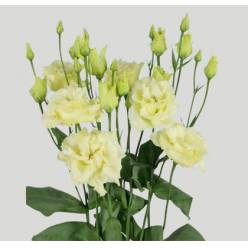 Lisiantus Hol. Alissa Yellow 70cm 55gr "T10"
