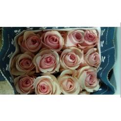 Rosa Ecu. Novia 50cm
