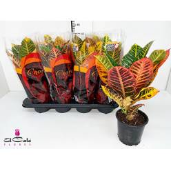 P. Croton Hol. Petra 13/45cm x8