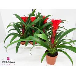 P. Guzmania Hope 12/40cm x6