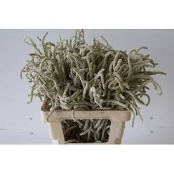Amaranthus Yearming Desert 50cm x25