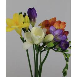 Fresia Hol. Mixta 50cm 16gr "T50"