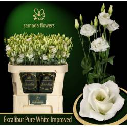 Lisiantus Hol. Excal Pure White 70cm 55gr x10