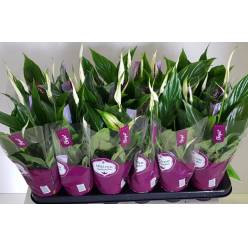 P. Spathyfilium Chopin 9/30cm x18 +5flores