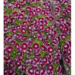 Dianthus Barbatus Italia Capri 60cm "T50"