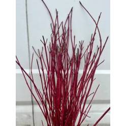 Cornus Alba Sibirica Rojo 120cm