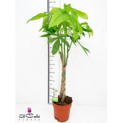 P. Pachira Aquatica 21/100cm