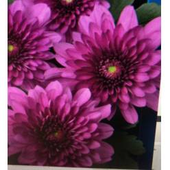 Margarita Nac. Podolsk Morada 75gr