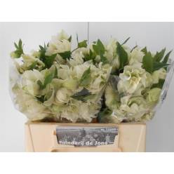 Helleborus Doble Ellen White 40cm