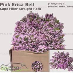 Safari Erica Corifolia 40cm