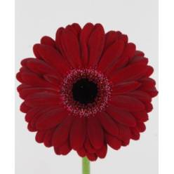 Gerbera Mini Hol. Black Tie x20