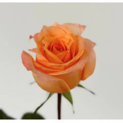 Rosa Ecu. Coral Reef 40cm