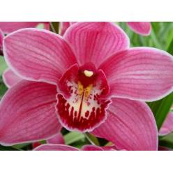 Cymbidium Monica 60cm Frs/Mor.
