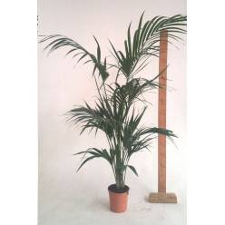 P. Kentia Nac. 19/150cm 3-Matas Premium