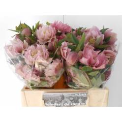Helleborus Doble Ellen Pink 40cm