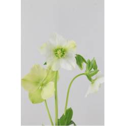 Helleborus Queens White 40cm