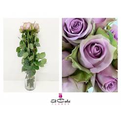 Rosa Hol. Samantha Bridal 50cm