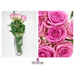Rosa Hol. Aqua 55cm
