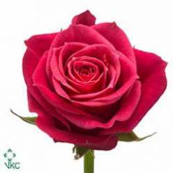 Rosa Hol. Madam Cerise 60cm x10 Fu.