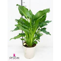 P. Calla Nacional Blanca 20/60cm x6