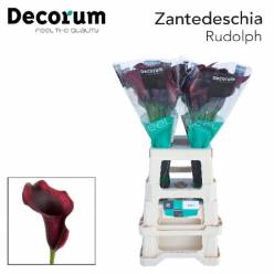 Calla Rudolph 65cm