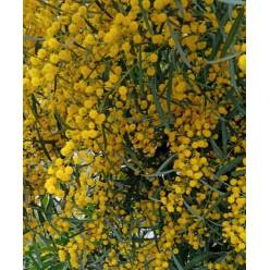 Mimosa Retinoides Nacional