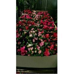 P. Azalea Si Vogel Mixta 14/28cm x6